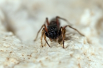 Une femelle (Araneae - Salticidae - Leptorchestes berolinensis)